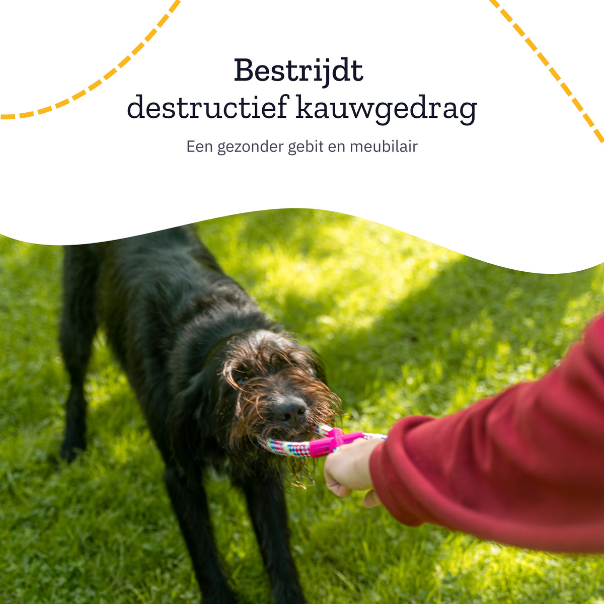 All 4 Pets Supply Honden Speelgoed - Geschikt voor Puppy’s tot Middelgrote Honden - 12 stuks